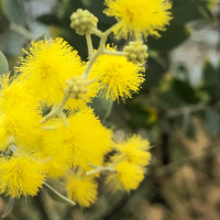 三支花